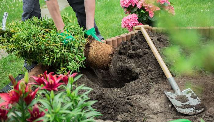 Afbeelding van Tuinonderhoud René van der Veen