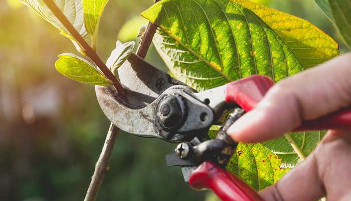 Afbeelding van Tuinonderhoud René van der Veen